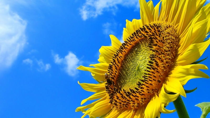 出会いの奇跡　ひまわり画像