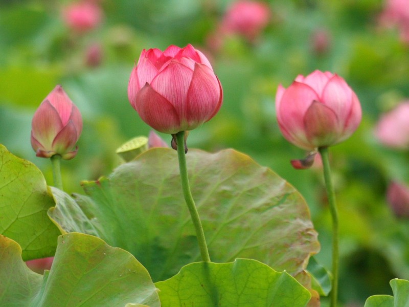 占い,大阪,大阪の占い,霊視,レイキ,占い教室,大阪の占い教室